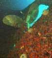 Propeller of the Hilma Hooker wreck