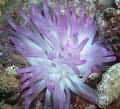 Anemone with colorful tips