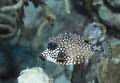 Cute boxfish, very frequent. I&acute;d love to have a domeport (not as small) as his eyes