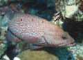 Is that a grouper. I wished I&acute;d know more about fish
