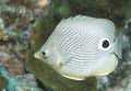 Butterfly-fish