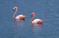 Flamingoes at Gotomeer reserve