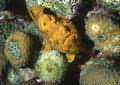This is it: *THE* frogfish at the house-reef of Buddy&acute;s dive resort