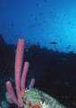 Scenery with large tube-sponge coral