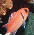 Red soldierfish