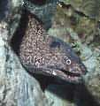One of the many moray-eels on Bonaire