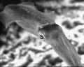 Cuttlefish in black-and-white