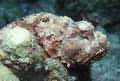Well camouflaged scorpionfish