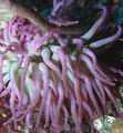 Yet another anemone with magenta-coloured arms