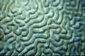 Maze-like detail of a brain-coral
