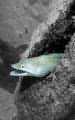 Moray eel at town pier. Color removed from everything except the eel