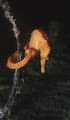Seahorse during a nightdive at the town pier