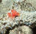 Small red crab, barely recognizable