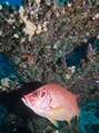 Soldierfish under coral