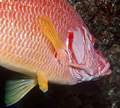 Same soldierfish more closely