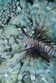 Lionfish in all it´s beauty
