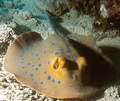 Frying pan - blue spotted ray