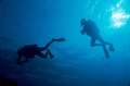 Two divers. Silouettes against the surface