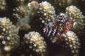 Two christmastree worms between coral fingers